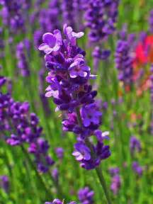 LAVANDE, lavandula angustifolia